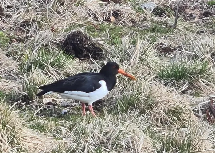 Tatil Evi Lite Hus Ved Sjoen Evjen (Vestvagoy)