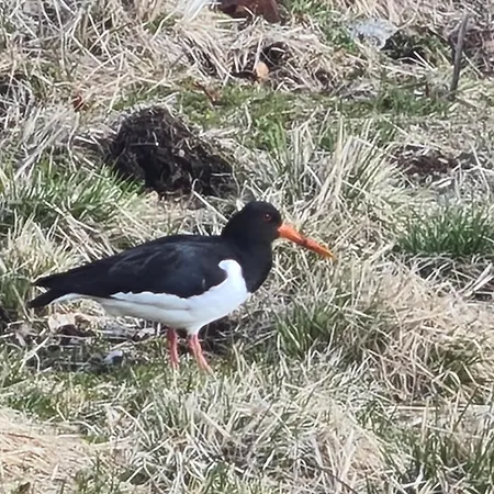 Semesterbostad Lite Hus Ved Sjoen Evjen (Vestvagoy)